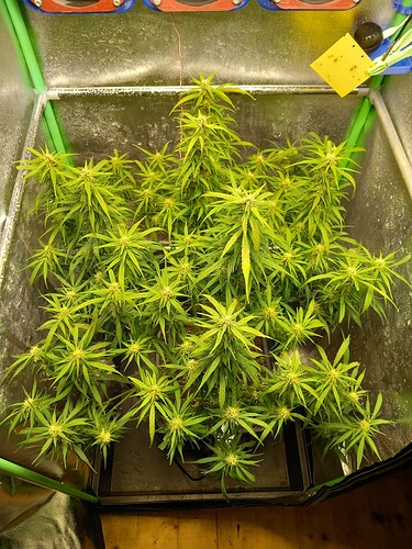Growreport Bild 3