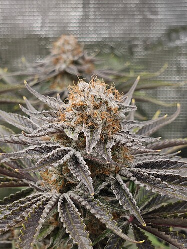 Growreport Bild 7