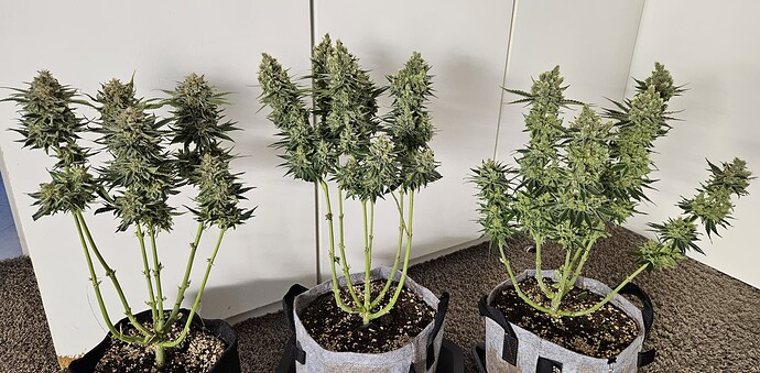 Growreport Bild 14