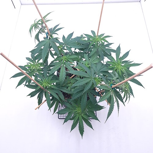 Growreport Bild 11