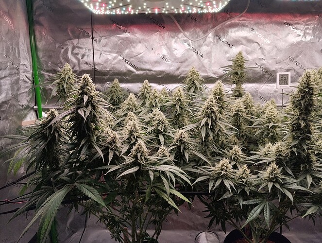 Growreport Bild 6