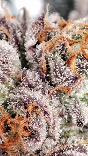 Growreport Bild 6