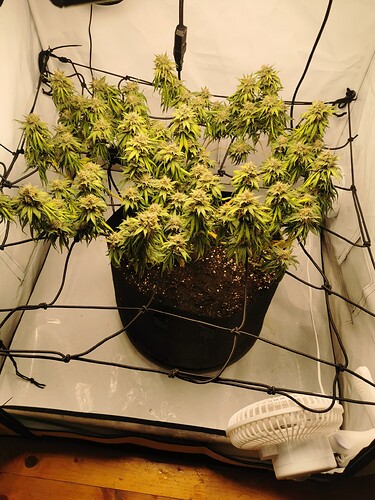 Growreport Bild 6