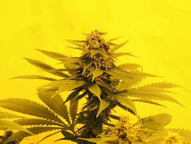 Growreport Bild 4