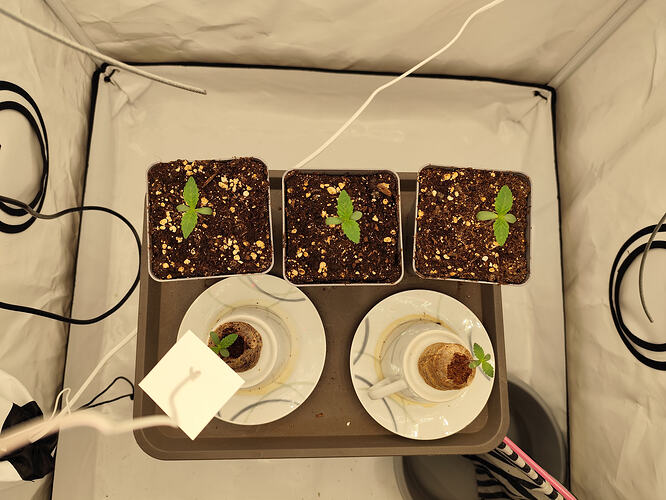 Growreport Bild 2
