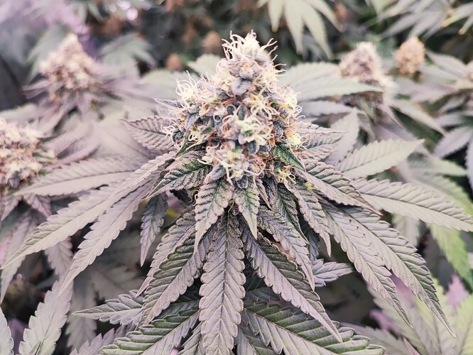 Growreport Bild 17