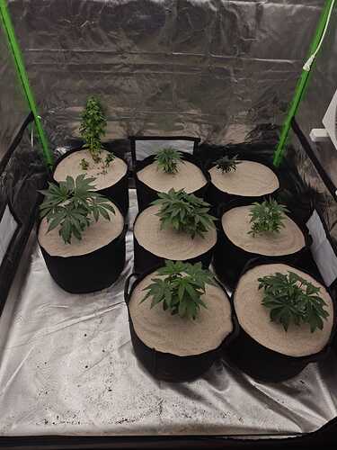 Growreport Bild 6