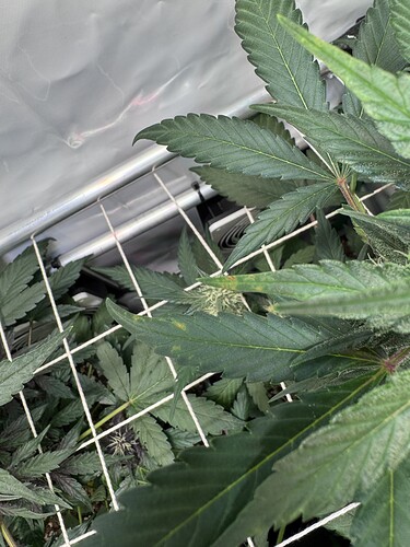 Growreport Bild 3