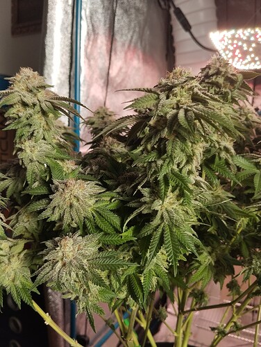 IMG_20250303_163043 - Kopie