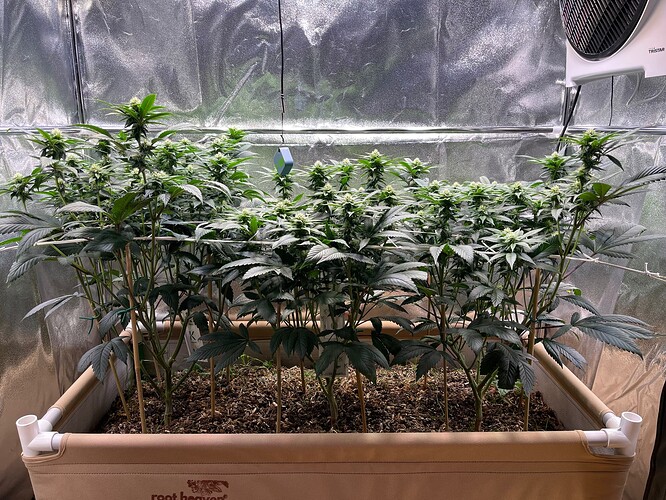 Growreport Bild 1