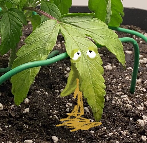 Growreport Bild 41