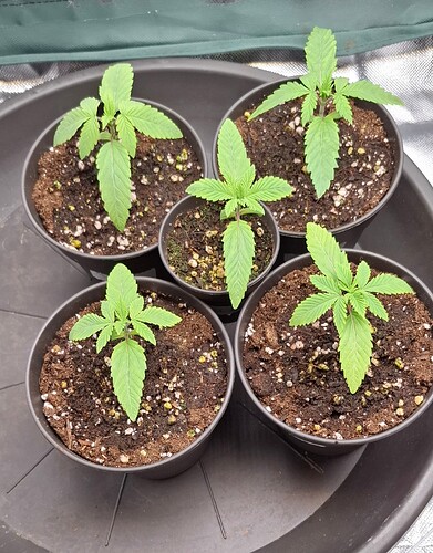 Growreport Bild 5