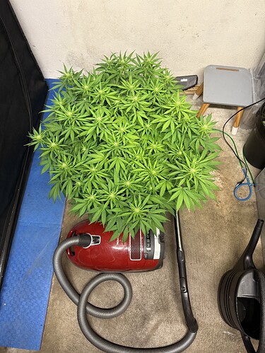 Growreport Bild 1