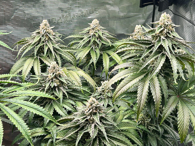 Growreport Bild 9