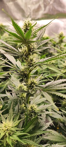 Growreport Bild 4