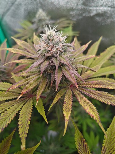 Growreport Bild 9