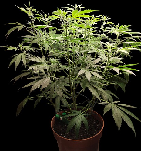 Growreport Bild 7