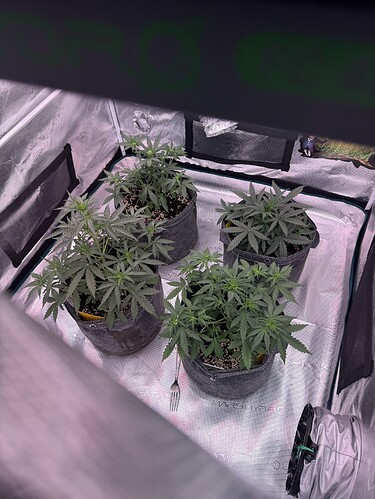 Growreport Bild 1