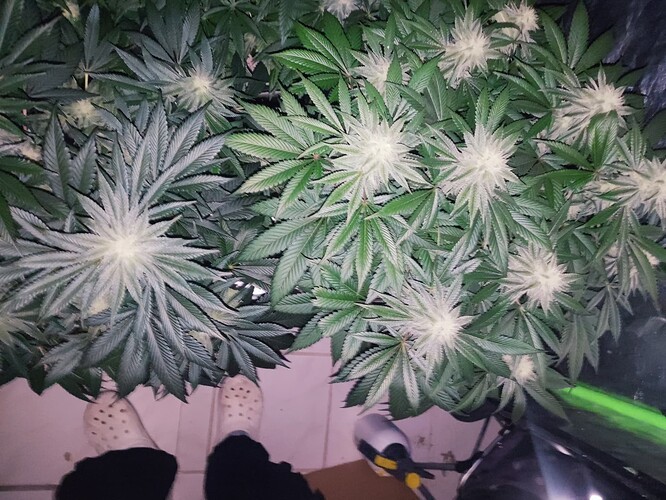 Growreport Bild 69