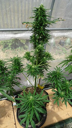 Growreport Bild 6