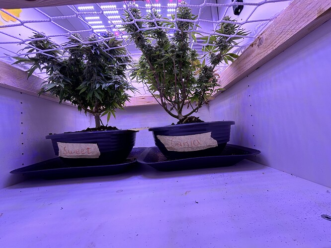 Zwei Cannabis-Pflanzen in Töpfen unter einem Scrog-Netz in einem Schrank, beschriftet mit 'Sweet' und 'Ganja'.