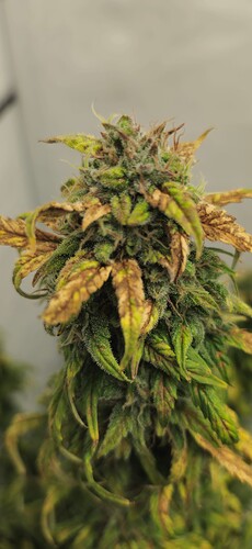 Growreport Bild 37