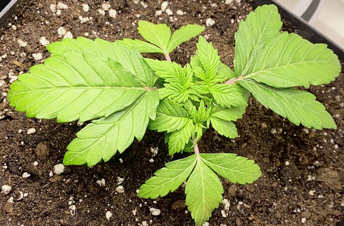 Growreport Bild 39