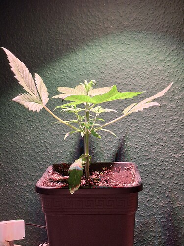 Growreport Bild 12
