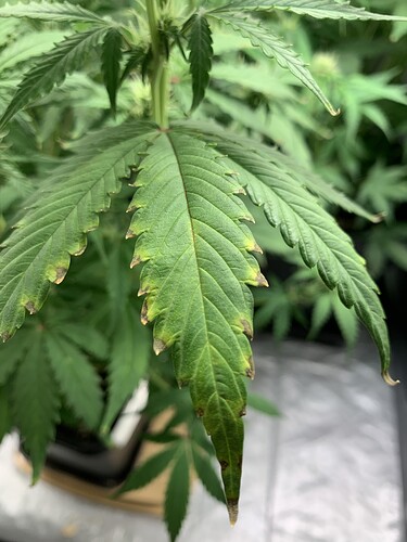 Growreport Bild 1