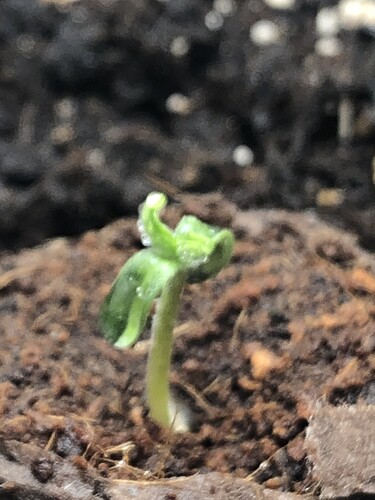 Growreport Bild 3
