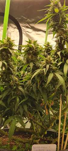Growreport Bild 33