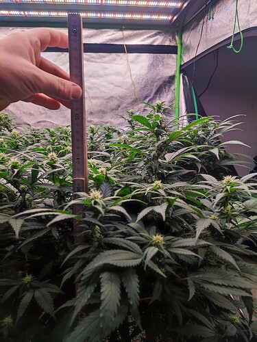 Growreport Bild 10