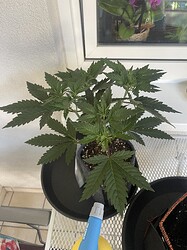 Growreport Bild 1