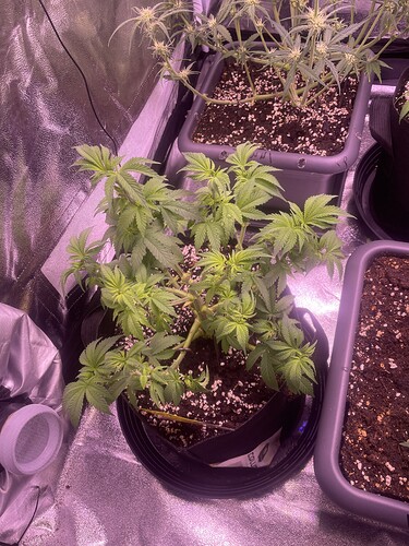 Growreport Bild 5