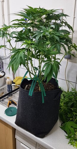 Growreport Bild 37
