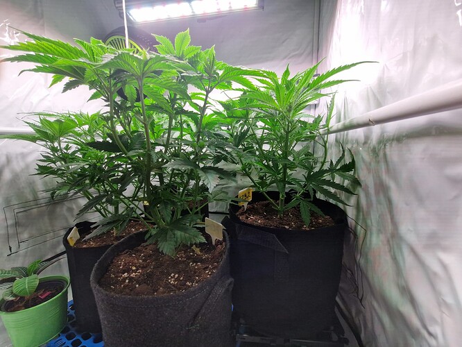 Growreport Bild 5