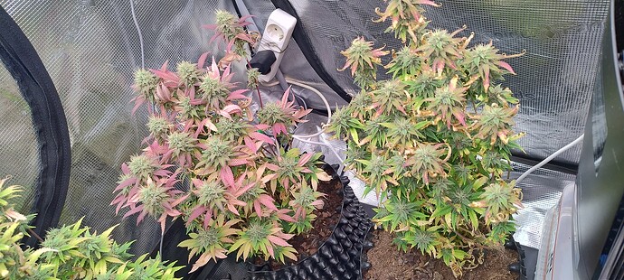 IMG_20251222_213308709_HDR