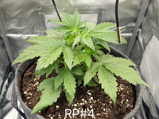 Growreport Bild 21