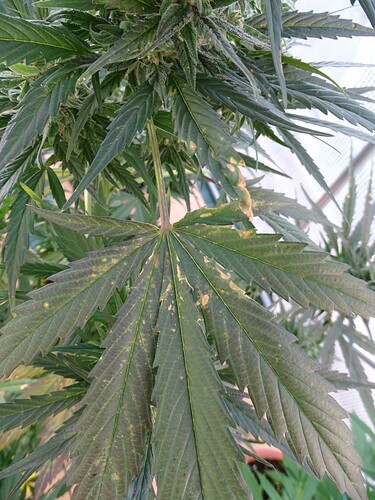 Growreport Bild 44