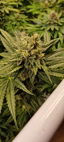 Growreport Bild 35