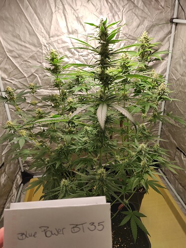 Growreport Bild 12