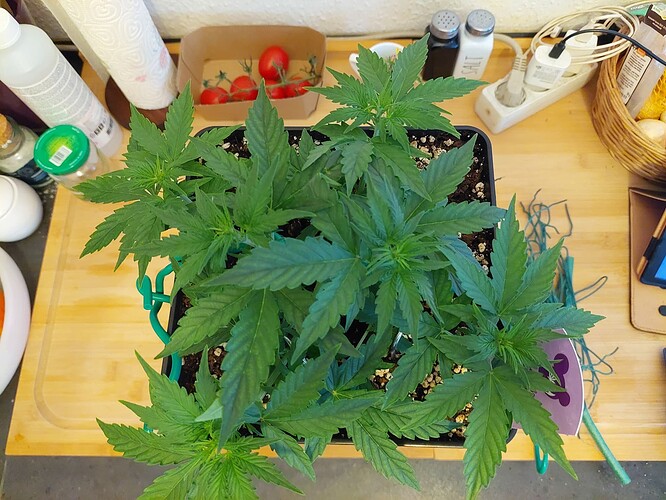 Growreport Bild 3