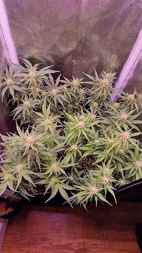 Growreport Bild 2
