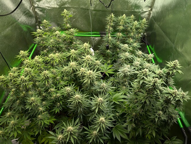 Growreport Bild 4
