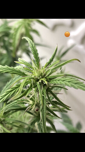 Growreport Bild 36