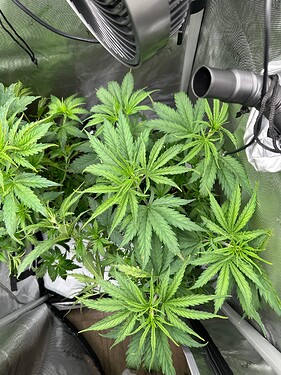 Growreport Bild 28