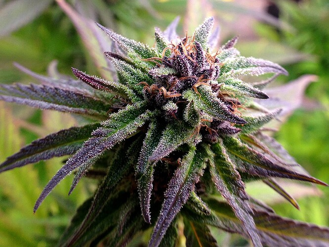 Growreport Bild 6