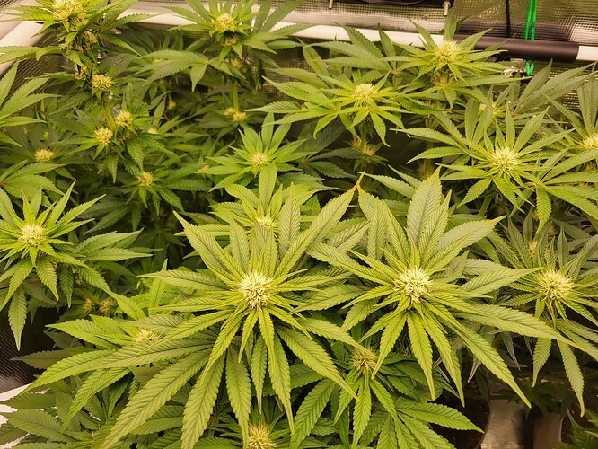 Growreport Bild 8