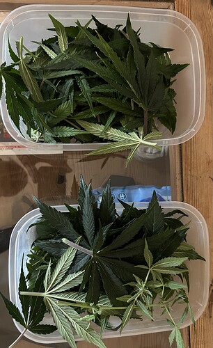 Growreport Bild 1