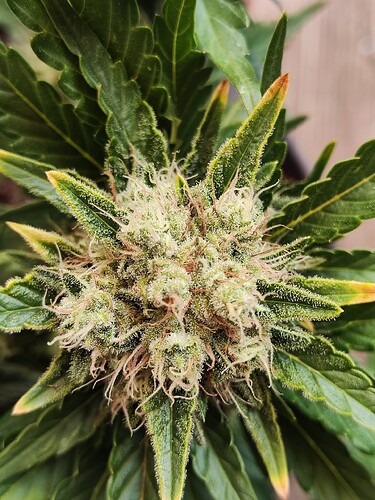 Growreport Bild 25